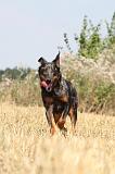 BEAUCERON 240